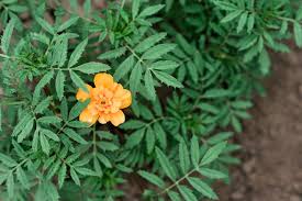 Attēlu rezultāti vaicājumam “Tagetes leaf”