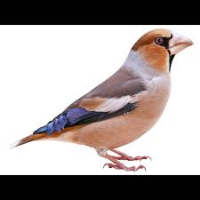 Attēlu rezultāti vaicājumam “Coccothraustes coccothraustes adult”