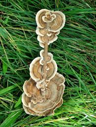 Attēlu rezultāti vaicājumam “Trametes”