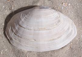 Attēlu rezultāti vaicājumam “Mya arenaria”