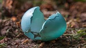 Attēlu rezultāti vaicājumam “Turdus merula eggs”