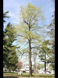 Attēlu rezultāti vaicājumam “Tilia cordata”