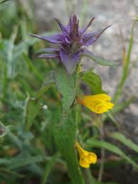 Attēlu rezultāti vaicājumam “Melampyrum nemorosum”