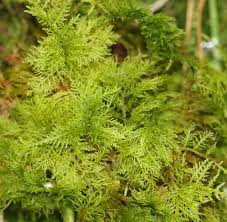 Attēlu rezultāti vaicājumam “Thuidium”