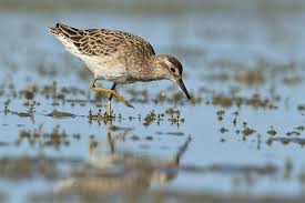 Attēlu rezultāti vaicājumam “Calidris”