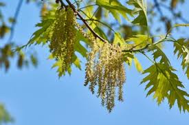 Attēlu rezultāti vaicājumam “Quercus rubra flower”