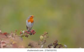 Attēlu rezultāti vaicājumam “Erithacus rubecula”