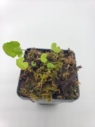 Attēlu rezultāti vaicājumam “Utricularia minor leaf”