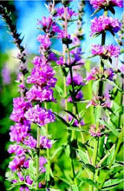 Image result for Lythrum salicaria