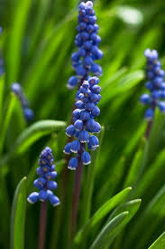 Attēlu rezultāti vaicājumam “Muscari neglectum flower”