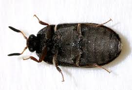 Attēlu rezultāti vaicājumam “Attagenus pellio”