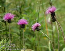 Attēlu rezultāti vaicājumam “Cirsium heterophyllum”