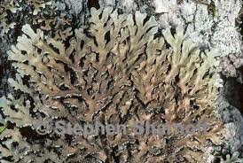 Attēlu rezultāti vaicājumam “Physconia detersa”