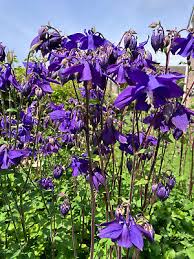 Image result for Aquilegia vulgaris