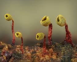 Attēlu rezultāti vaicājumam “Enerthenema papillatum stalked”