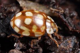 Attēlu rezultāti vaicājumam “Sospita vigintiguttata”