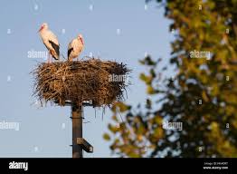 Attēlu rezultāti vaicājumam “Ciconia ciconia nest”