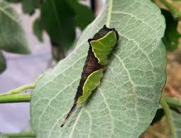 Attēlu rezultāti vaicājumam “Cerura vinula”