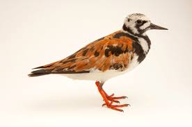 Attēlu rezultāti vaicājumam “Arenaria interpres”