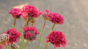 Attēlu rezultāti vaicājumam “Armeria vulgaris bud”