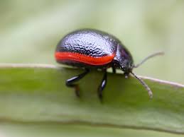 Attēlu rezultāti vaicājumam “Chrysolina sanguinolenta”
