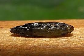 Attēlu rezultāti vaicājumam “Calybites phasianipennella”