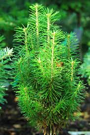 Attēlu rezultāti vaicājumam “Abies sibirica”