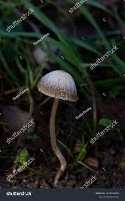 Attēlu rezultāti vaicājumam “Panaeolus papilionaceus”