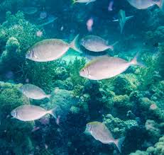 Image result for Siganus rivulatus