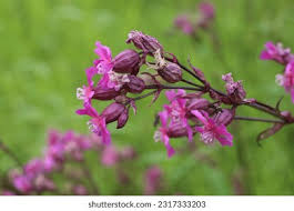 Attēlu rezultāti vaicājumam “Silene viscaria leaf”