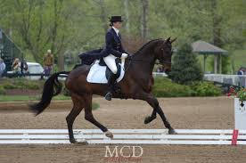 Image result for Fisher Equestrian