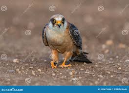 Image result for Falco vespertinus