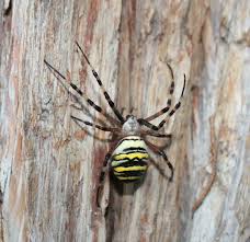 Attēlu rezultāti vaicājumam “Argiope bruennichi female”