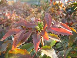 Attēlu rezultāti vaicājumam “Mahonia aquifolium”