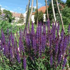 Attēlu rezultāti vaicājumam “Salvia nemorosa”