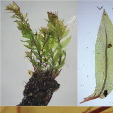 Attēlu rezultāti vaicājumam “Pohlia wahlenbergii var. calcarea”