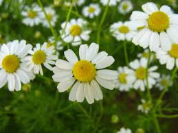 Attēlu rezultāti vaicājumam “Matricaria chamomilla flower”
