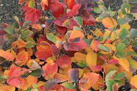 Attēlu rezultāti vaicājumam “Fothergilla major”