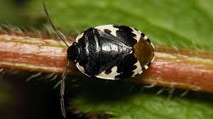 Attēlu rezultāti vaicājumam “Tritomegas bicolor”