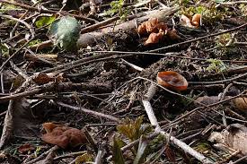 Attēlu rezultāti vaicājumam “Discina perlata”