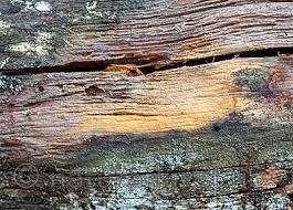 Attēlu rezultāti vaicājumam “Phlebia serialis”