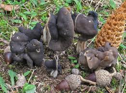 Attēlu rezultāti vaicājumam “Helvella”