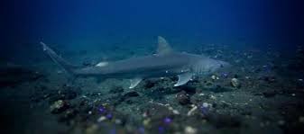 Image result for Paragaleus pectoralis