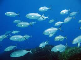 Image result for Caranx crysos