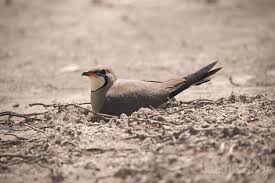 Image result for Glareola maldivarum