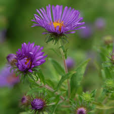 Image result for Aster novae-angliae