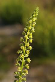 Image result for Reseda luteola