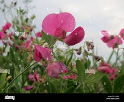 Attēlu rezultāti vaicājumam “Lathyrus tuberosus leaf”