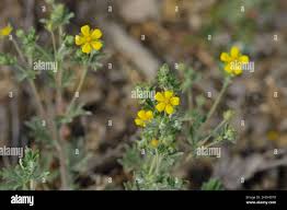 Attēlu rezultāti vaicājumam “Potentilla argentea flower”