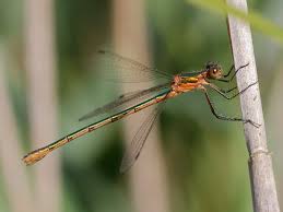 Attēlu rezultāti vaicājumam “Lestes sponsa”